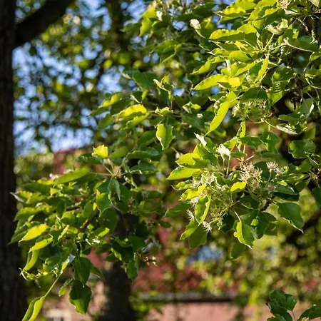 Gulfhof Boomgaarden 4 Aafke * Krummhörn