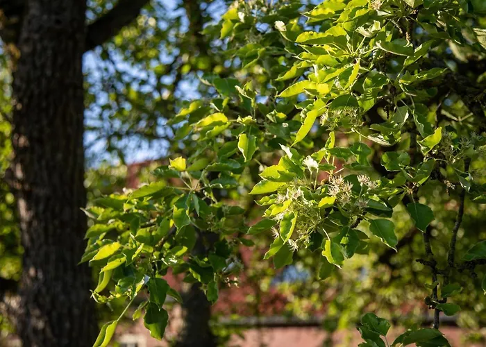 Gulfhof Boomgaarden 4 Boomgaarden 4 Aafke * Krummhörn